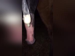 Bestiality: A Forbidden Encounter