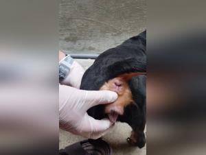 Intense and bestial encounter between a woman and a dog