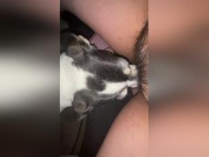 baise canine : grosse chatte léchée par chien