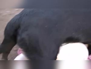 100% Failure with Dog by Shawn and Scoopy