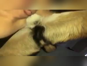 Fuck Slow Motion: A Bestial and Extreme Experience on Video