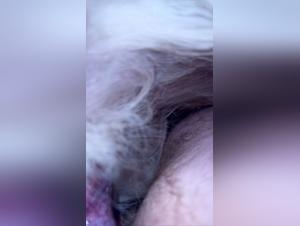 perra azota perro golpes