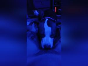 Unquenchable Cravings: Fact or Fantasy?