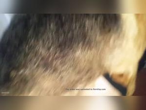 frau von hund bestiegen
