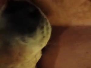 Bestiality sex: Woman and dog in a hot video
