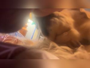 Amateur bestiality xnxxzoo : A dog sucks his owner's girlfriend after a creampie with him