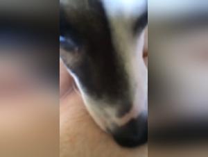 Adorable Teen and Her Four-Legged Best Friend: A Bestial and Intense Relationship