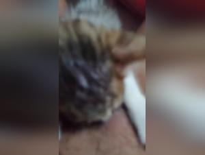 Chien léche chatte 8