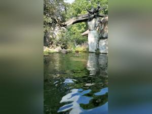 Wild and Intimate: Tiger's Encounter