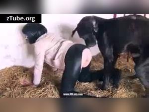 Woman in white fur and pig: a video of extreme zoophilia