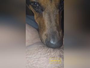Obsessives Lecken: Hund vergewaltigt Frau brutal