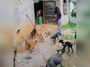 Extreme Dog Sex Video: A Forbidden Fantasy