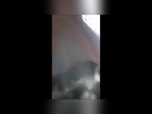 The Ultimate Guide to Sex with Dogs