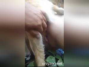 Videos de bestialidad asiana : chica sucka a perro en el cielo