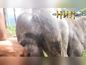 Exotic Wildlife Sex in Canada: A Land of Love and Passion