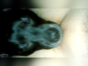 Dog Licks Pussy