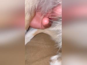 delving into zooville and pornovolk