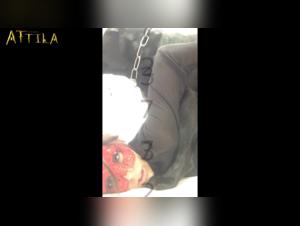 Woman and Dog - A Forbidden Encounter on Video