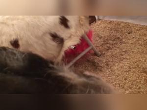 Blonde woman and dog: a beastly video not to be missed