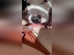 Dog licks wet pussy in zoophilia video