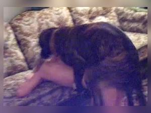 Sexo Canino: Delicias Prohibidas