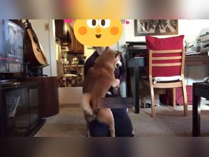 Beastiality Sex Video Free