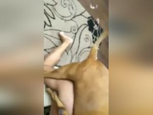 Sex with Dogs: Bestiality and Zoophilia Videos