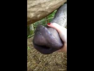 Draft Horse: An Unforgettable Bestial Experience