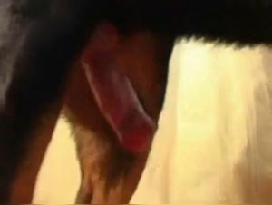 Animal Sex Play with Blonde Nurse: Cream Pie and Dog Sucker