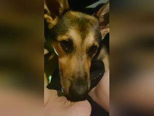 Irish Girl - Latest Shocking Bestial Video