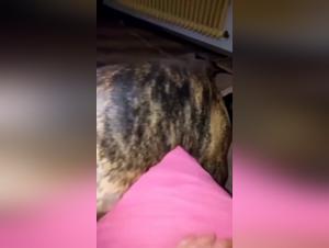 Zoo Taboo Porn: Doggy Sucking Pussies