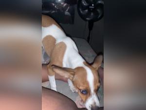 Woman Dog Fuck Video