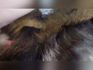 Explicit Bestiality Content Showcase