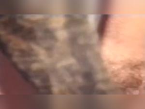 Woman and Dog: A Forbidden Meeting