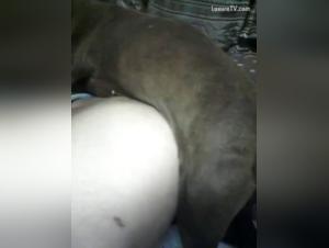 Bestiality sex video: Man and dog in hard scenes