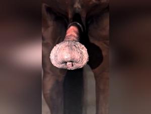 The Sexiest Big Cock and Women Salos would probably do anything to make a lesbian with dog