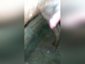 A shocking story of bestiality