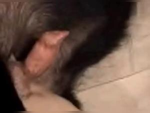 Milf Addicted to Bestiality on Webcam