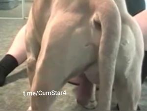hund porno: bubblige po, tiersex lust