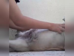 zoobeeg bestialitat videos