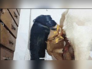 conexiones caninas de benita: sexo extremo