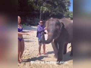 Unveiling Dog Sex Duration: Facts and Insights