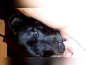 Passionate Encounter: Woman and Dog