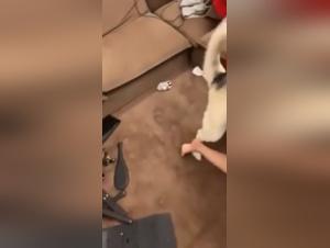 Bestiality sex with a young Chinese presenter and her dog