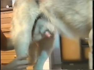 Sex Video with a Dog - Extreme Bestiality