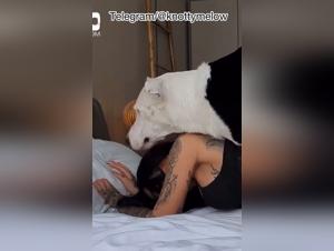Ariana Grande - 7 Rings (Dog Version)