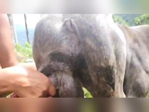Animal Porn Extreme: Doggy Styles & Dirty Sluts