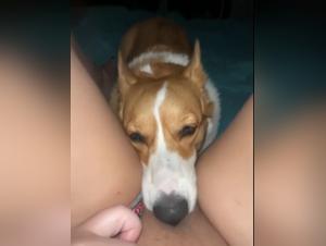 Dog fucked by Hot Dog in Slut Video XXX