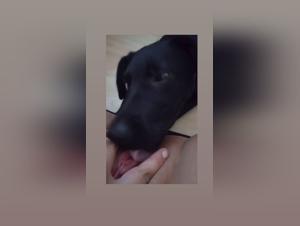 Delving into Animalistic Intimacy