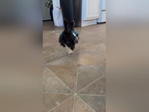 Forbidden Passions: Dog Knots and Taboo Relationships